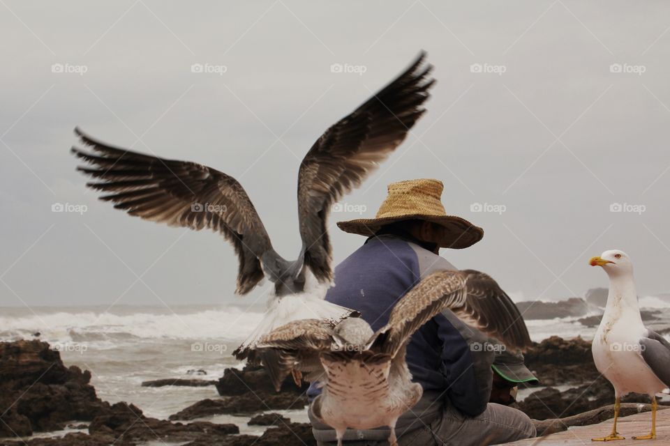 Seagulls being fed by local fishermen essaouria 