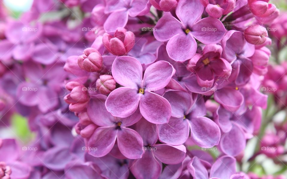 purple beautiful flowers