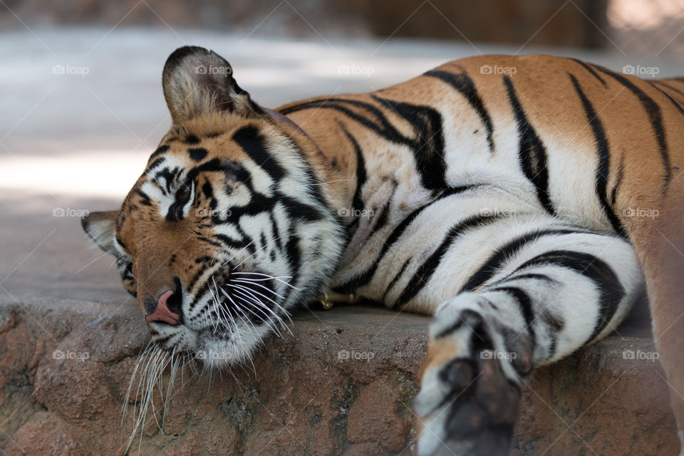 Tiger, Wildlife, Cat, Zoo, Mammal