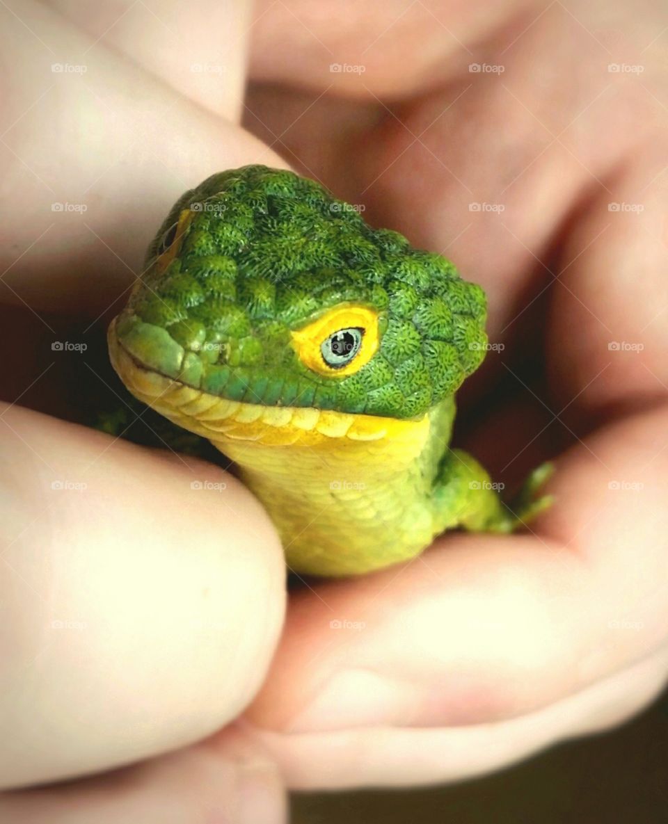 The clash of color of an Aborial Alligator Lizard in a man's hands