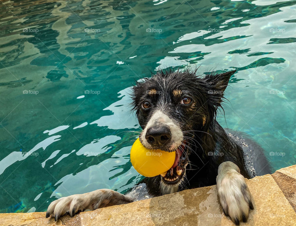 Dog holding on to the edge of a swimming pool with a yellow ball in her mouth