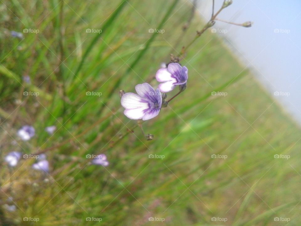 Nature, Flower, Grass, No Person, Flora