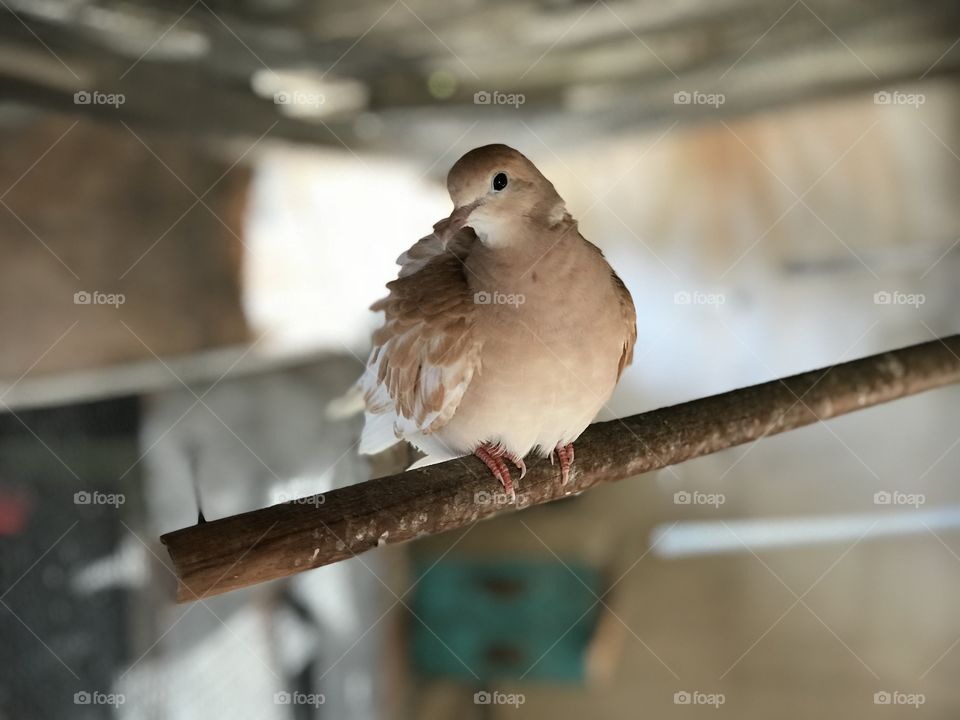 Dove