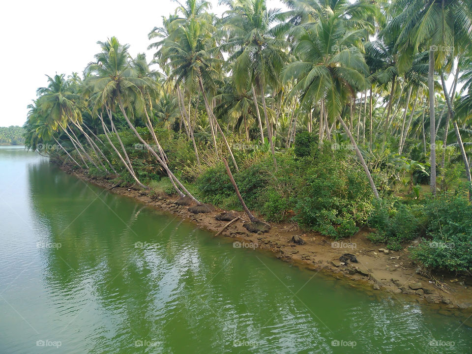 Beautiful coconut trees riverside, Kerala, India