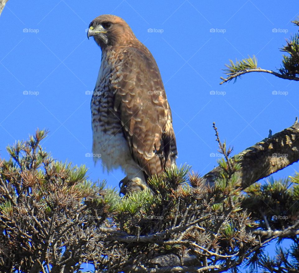 Red tail Hawk