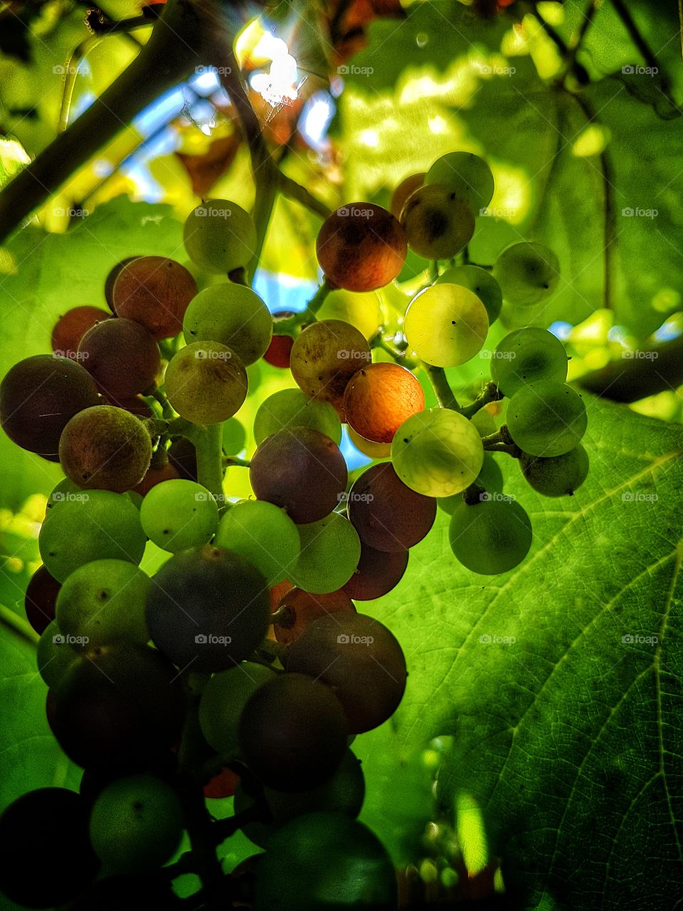 Grapes.