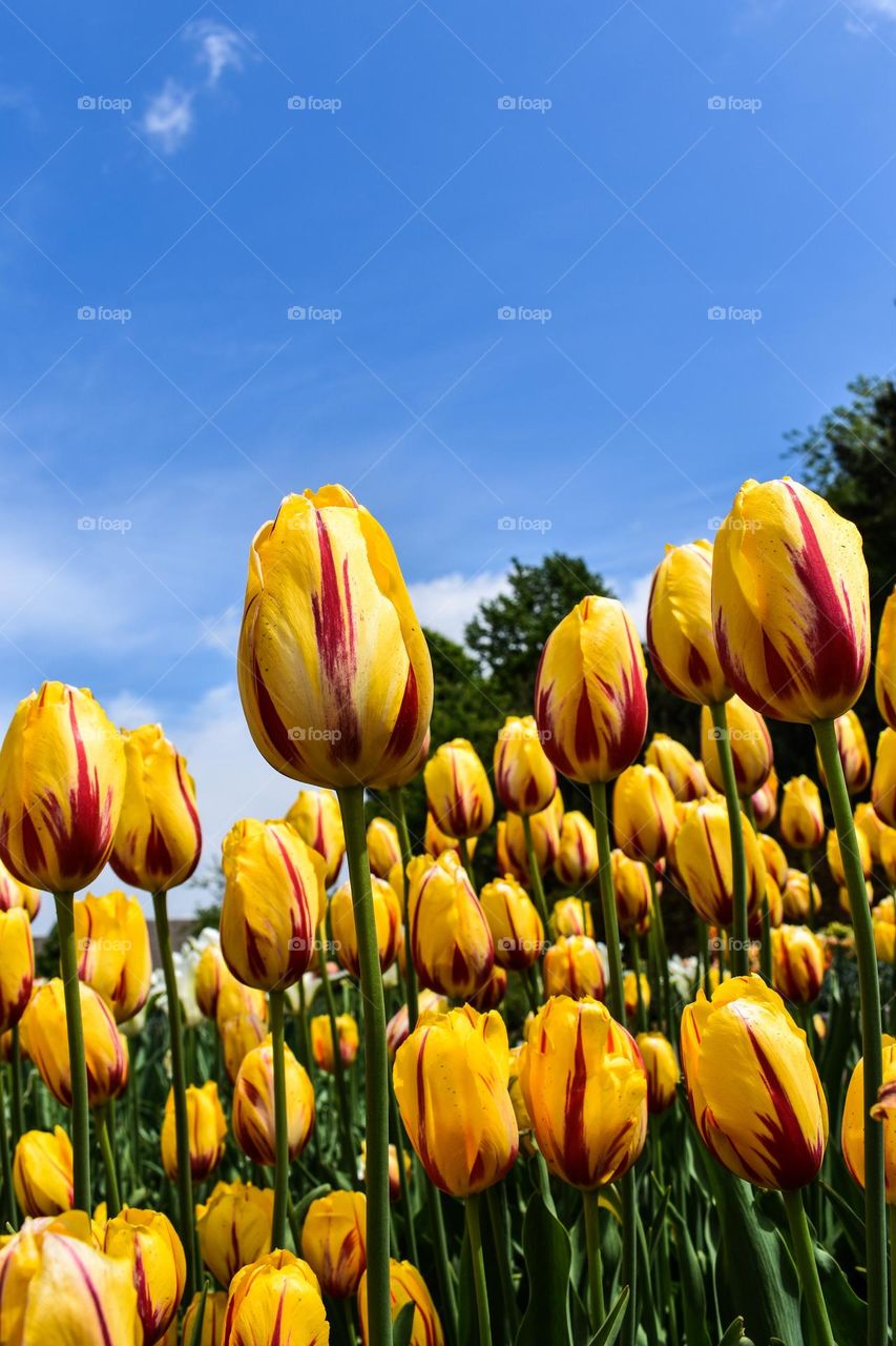 Brilliant yellow and red tulips stand against a blue sky