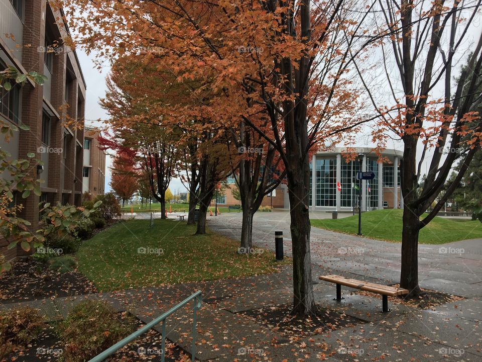 Beautiful fall colours 