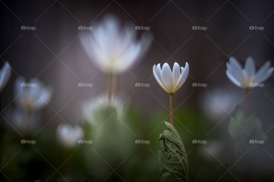 Beautiful spring flowers