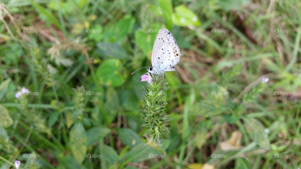 The Short Tailed Blue