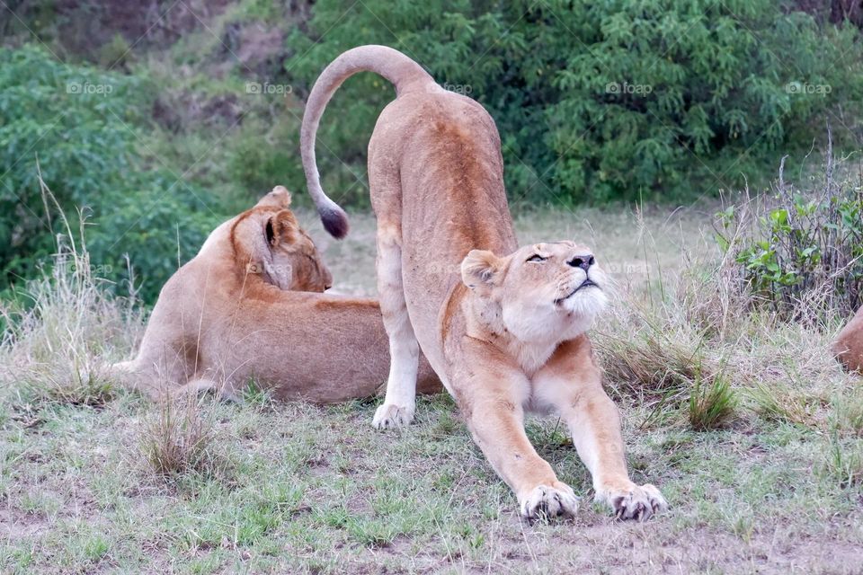 Lioness takes a big stretch after waking up from a nap in the bush in the Maasai Mara, Kenya
