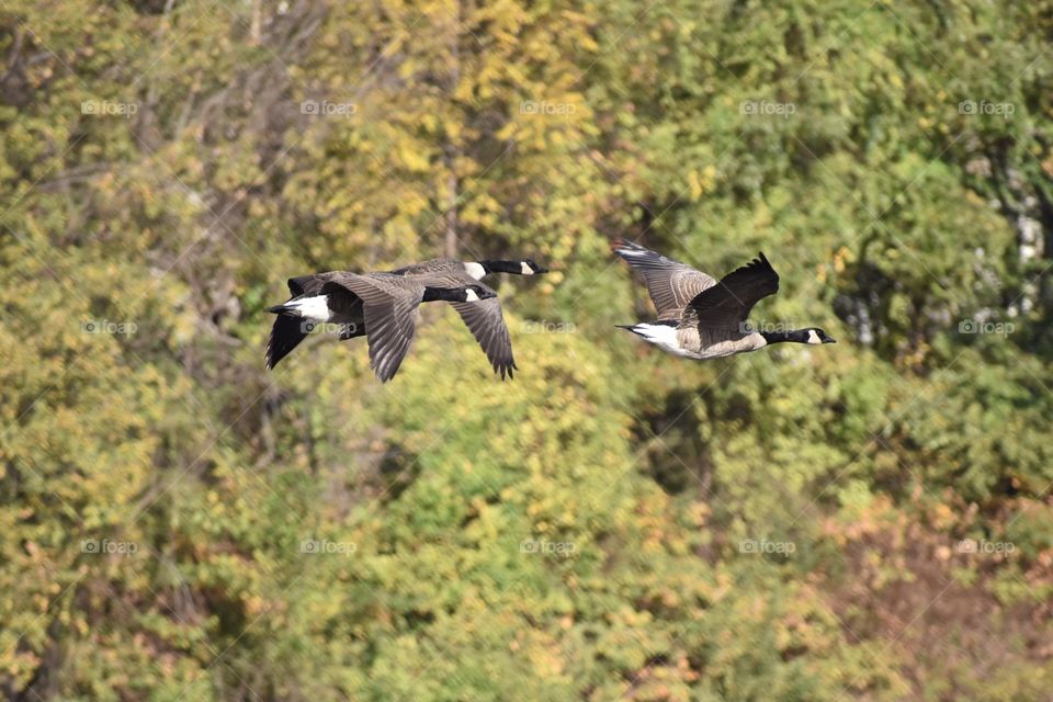 Geese and the Fall Colors