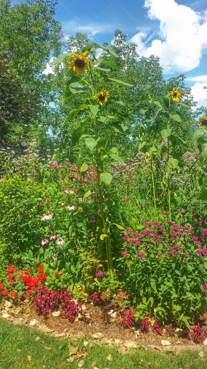 Flower Garden. Towering Sunflowers