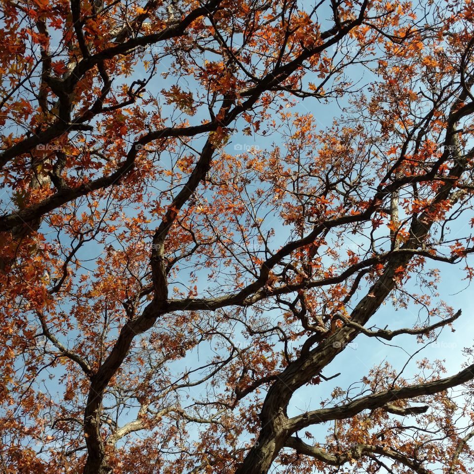 fall branch