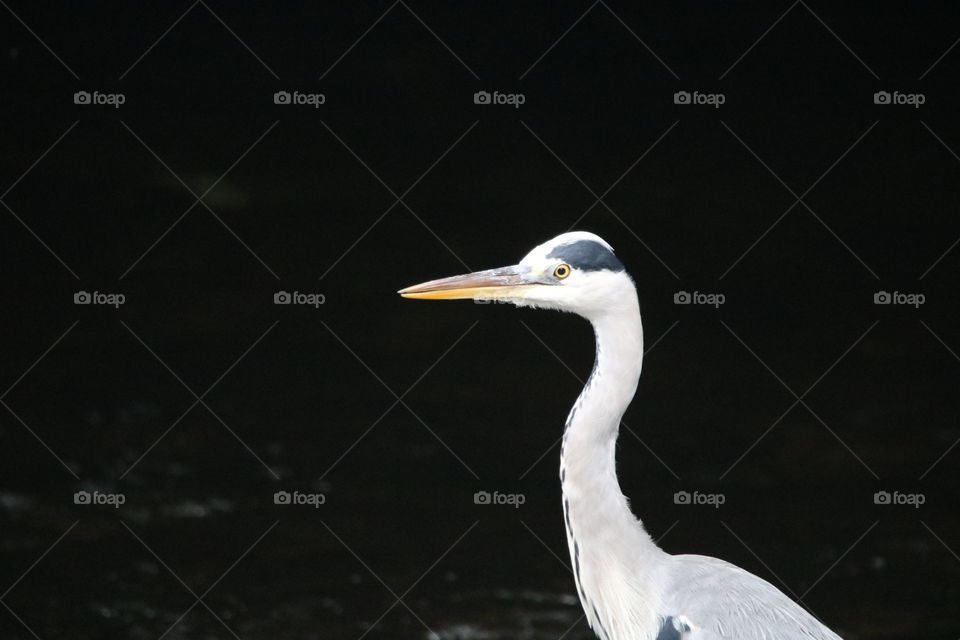 Gray heron 