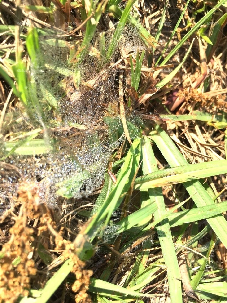 Spiderweb in the grass with dew on the web