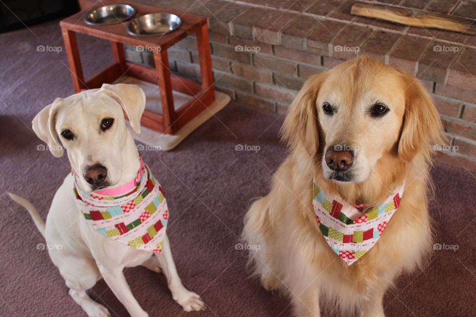 Hand over the treat and no one gets hurt.