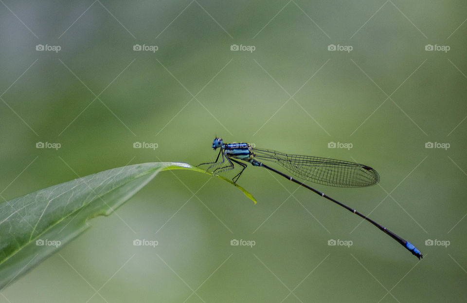 damselfly