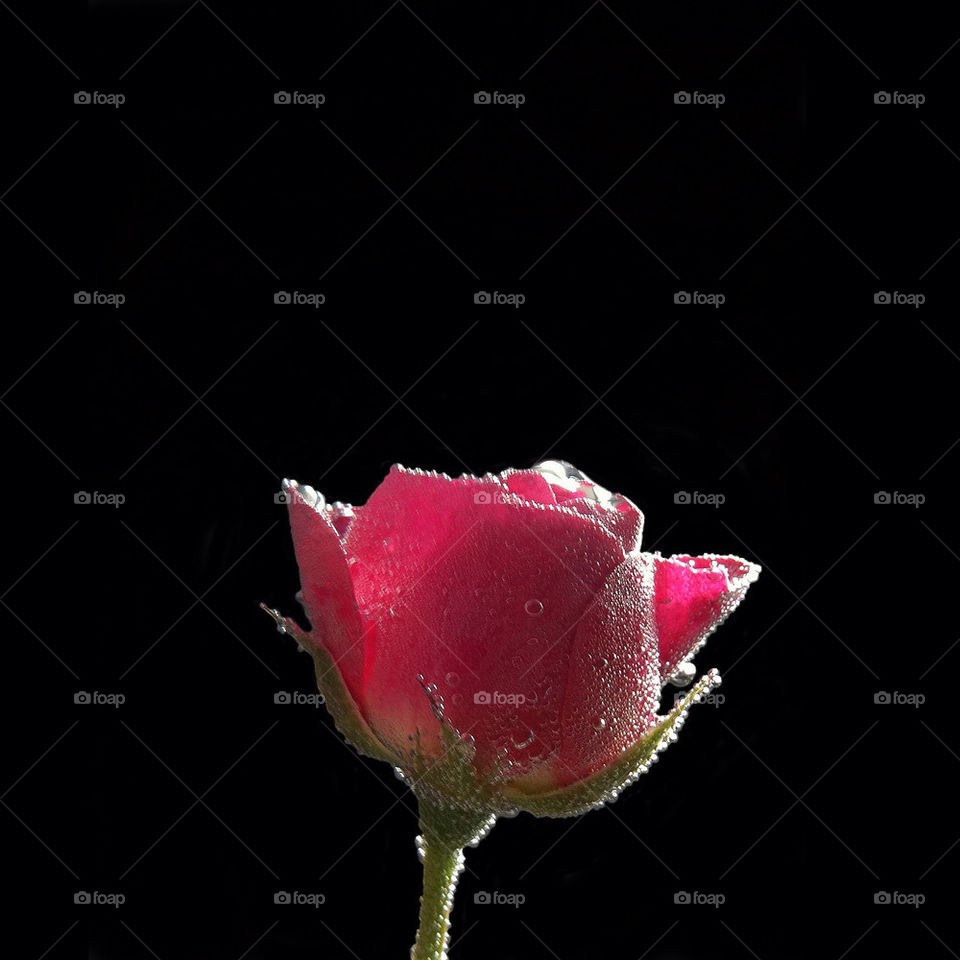A Rose Episode