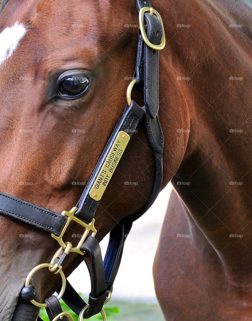 Fading Tipton Yearling Sales. This bay, yearling filly by Giant's Causeway sold at the Fasig Tipton Select Sales for yearlings. 
Zazzle.com/Fleetphoto