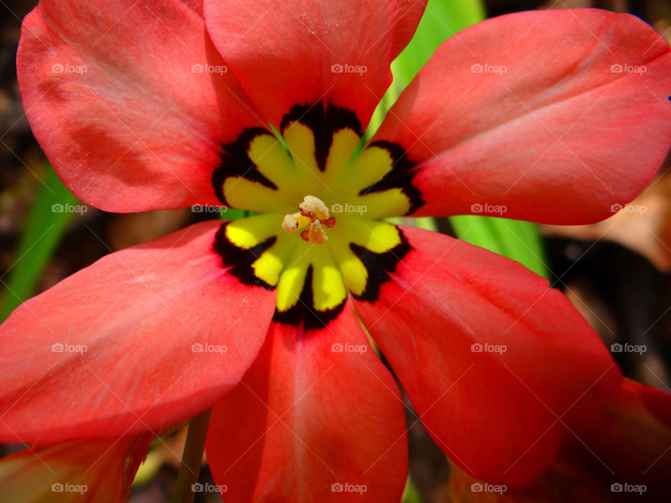 green yellow stigma nature by kshapley