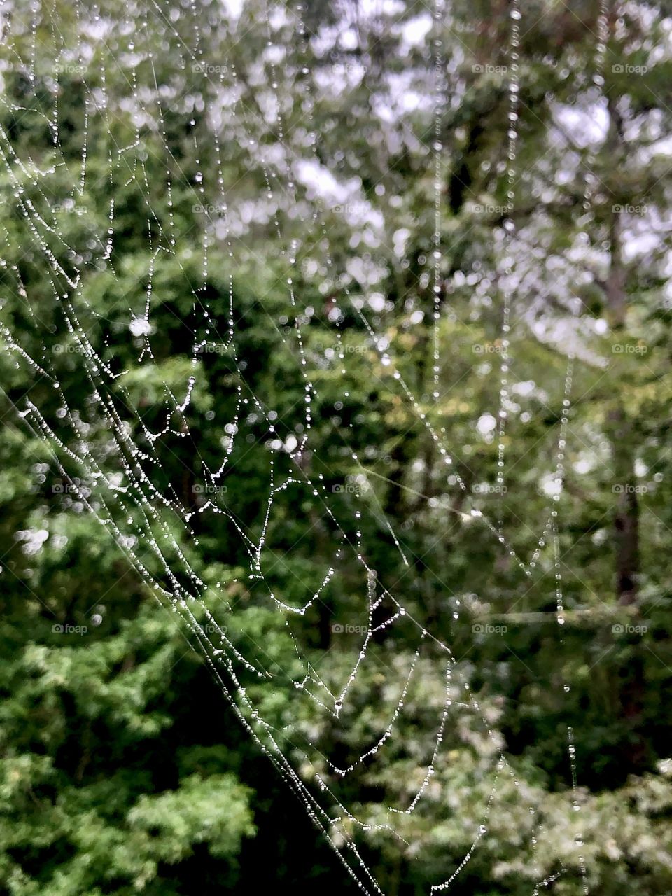 Rainy day on forest spiderweb 