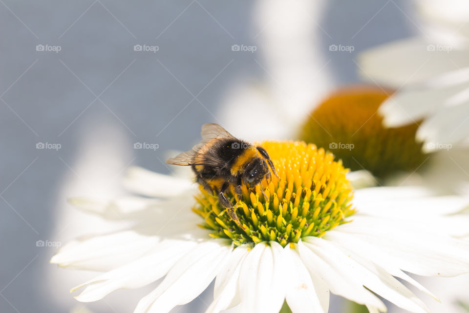 Closeup Bumblebee white summer flowers - närbild humla vit blomma 
