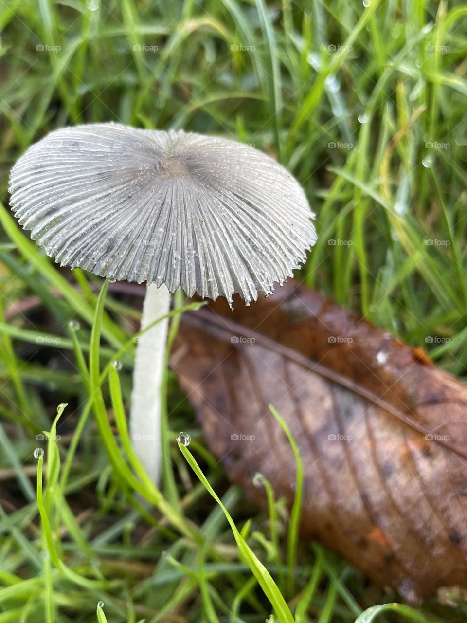 Mushroom 