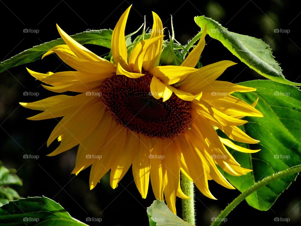 Sunflowers , flowers 