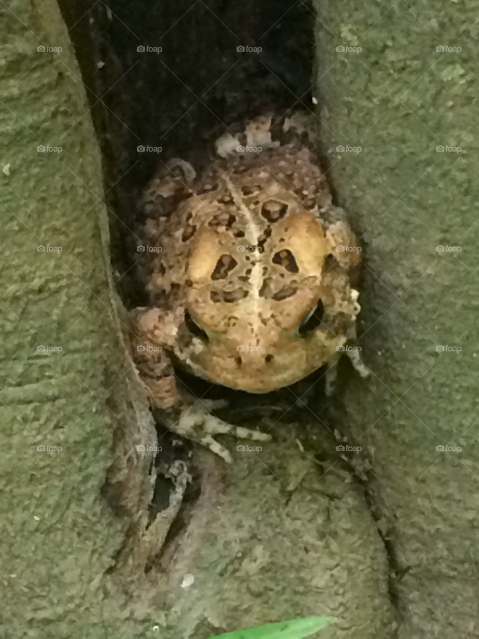 Toad in a Tree