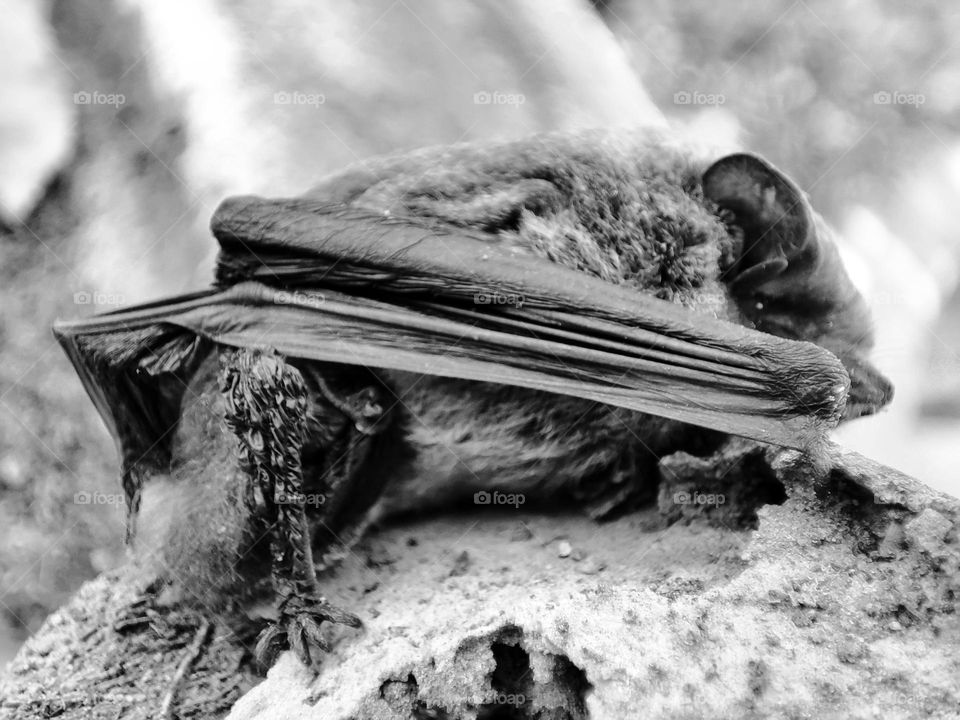 Nathusius's pipistrelle, Animal