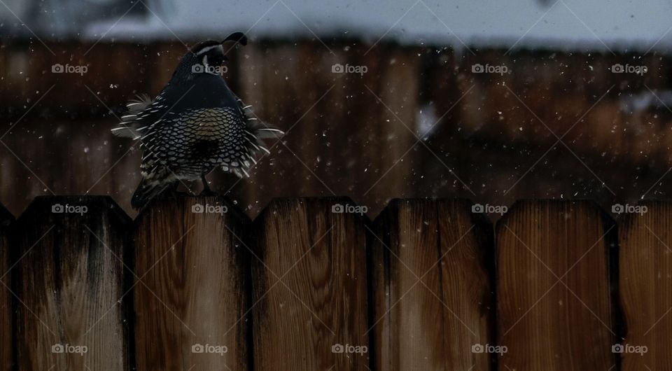 Wild quail