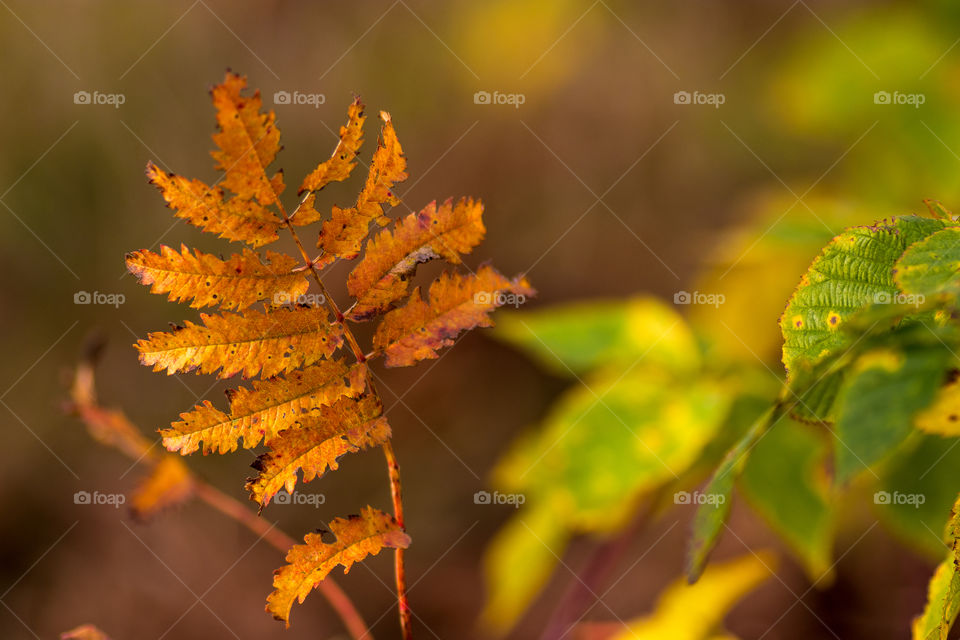 an autumn fern in its golden glory with some green foliage
