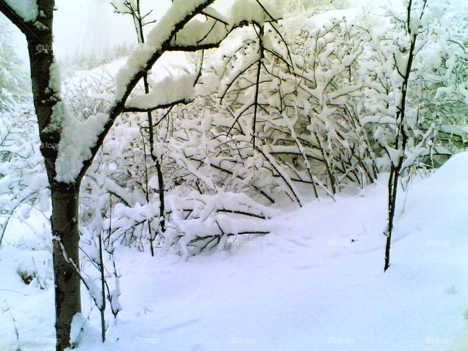 winter snow on Mountain forest