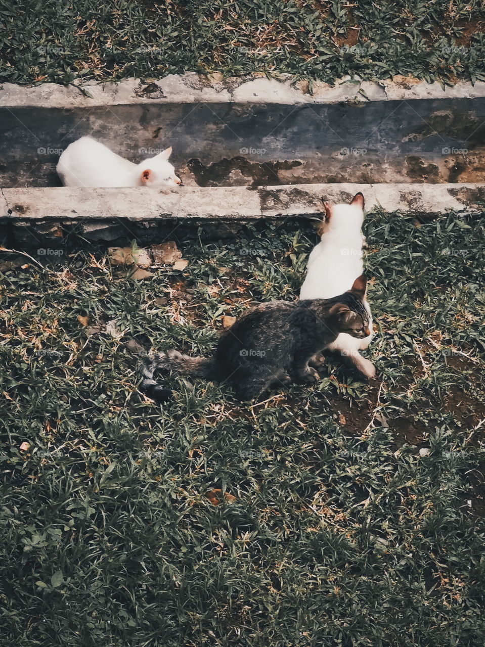 Kittens playing on the grass
