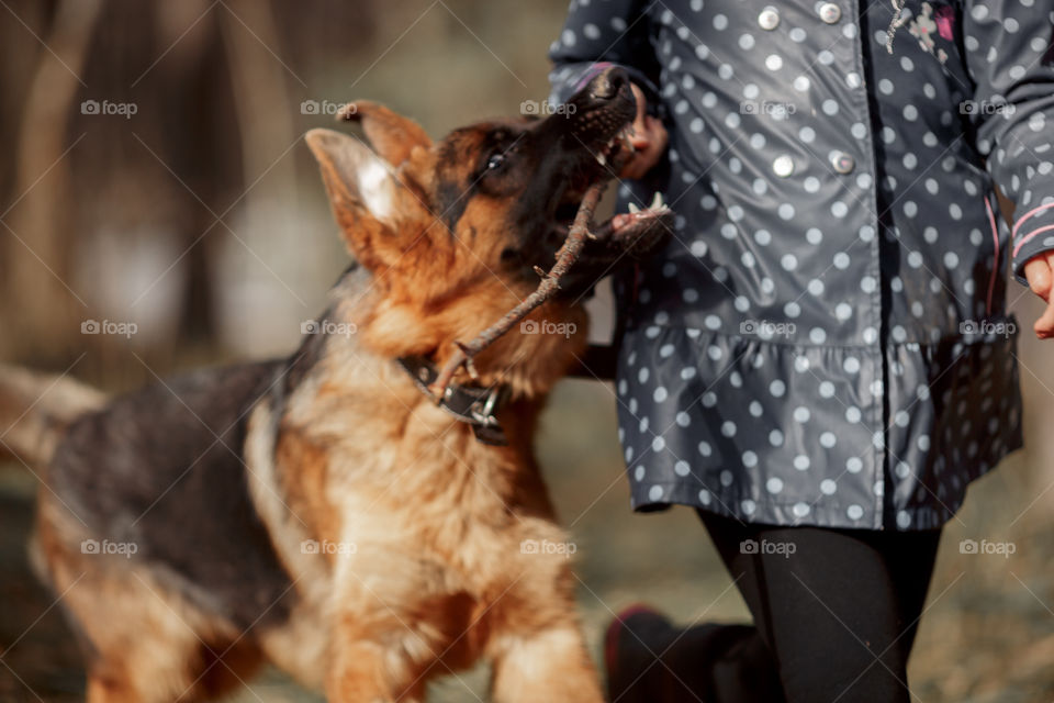 Girl playing with German shepherd puppy in a spring forest at sunny day 