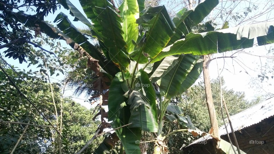 banana tree in the garden.