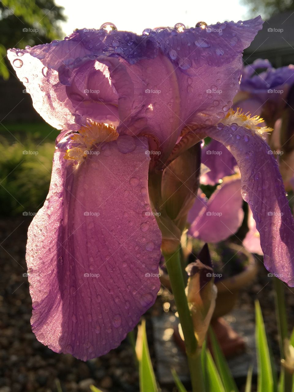 Purple iris in morning dew.