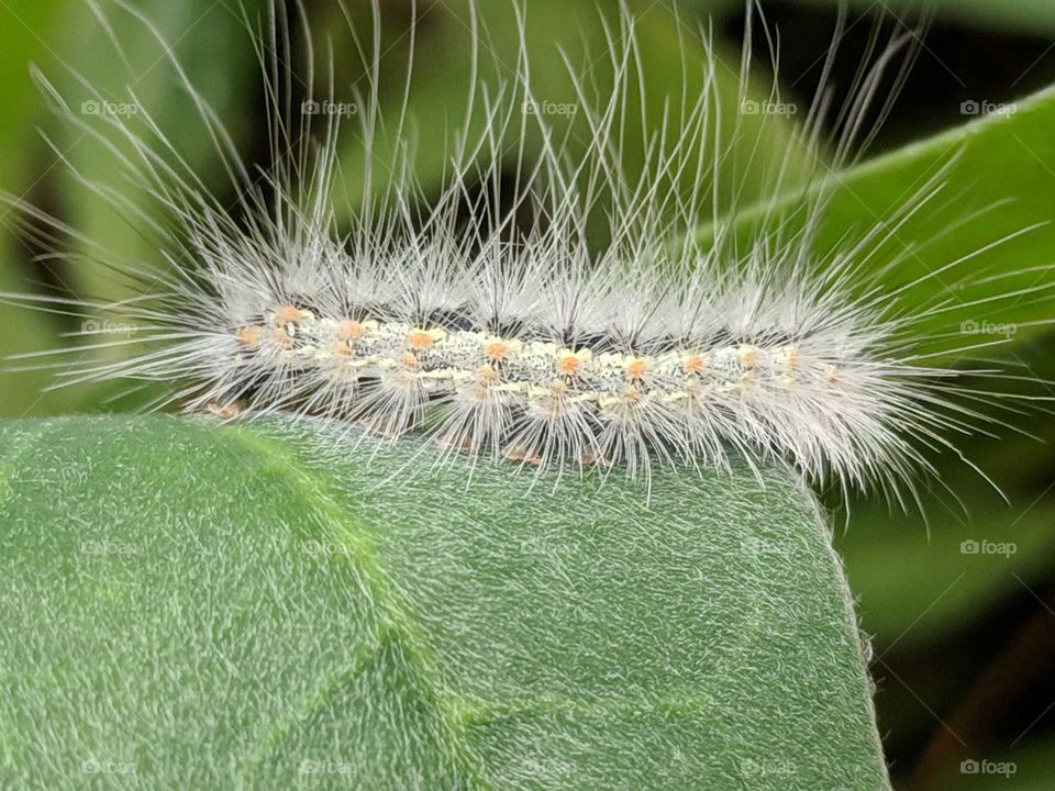 Catapillar