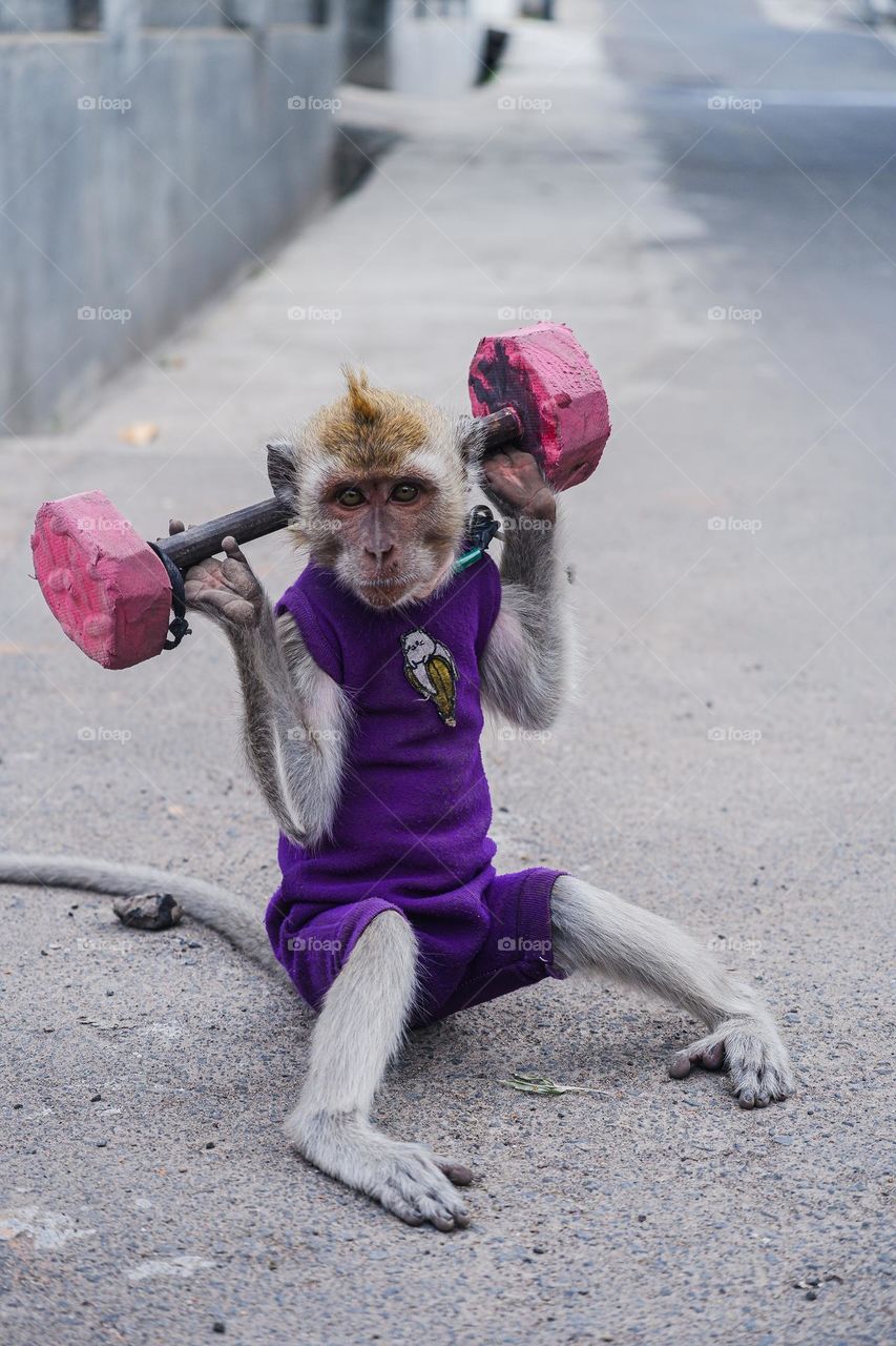 monkey lifting weights