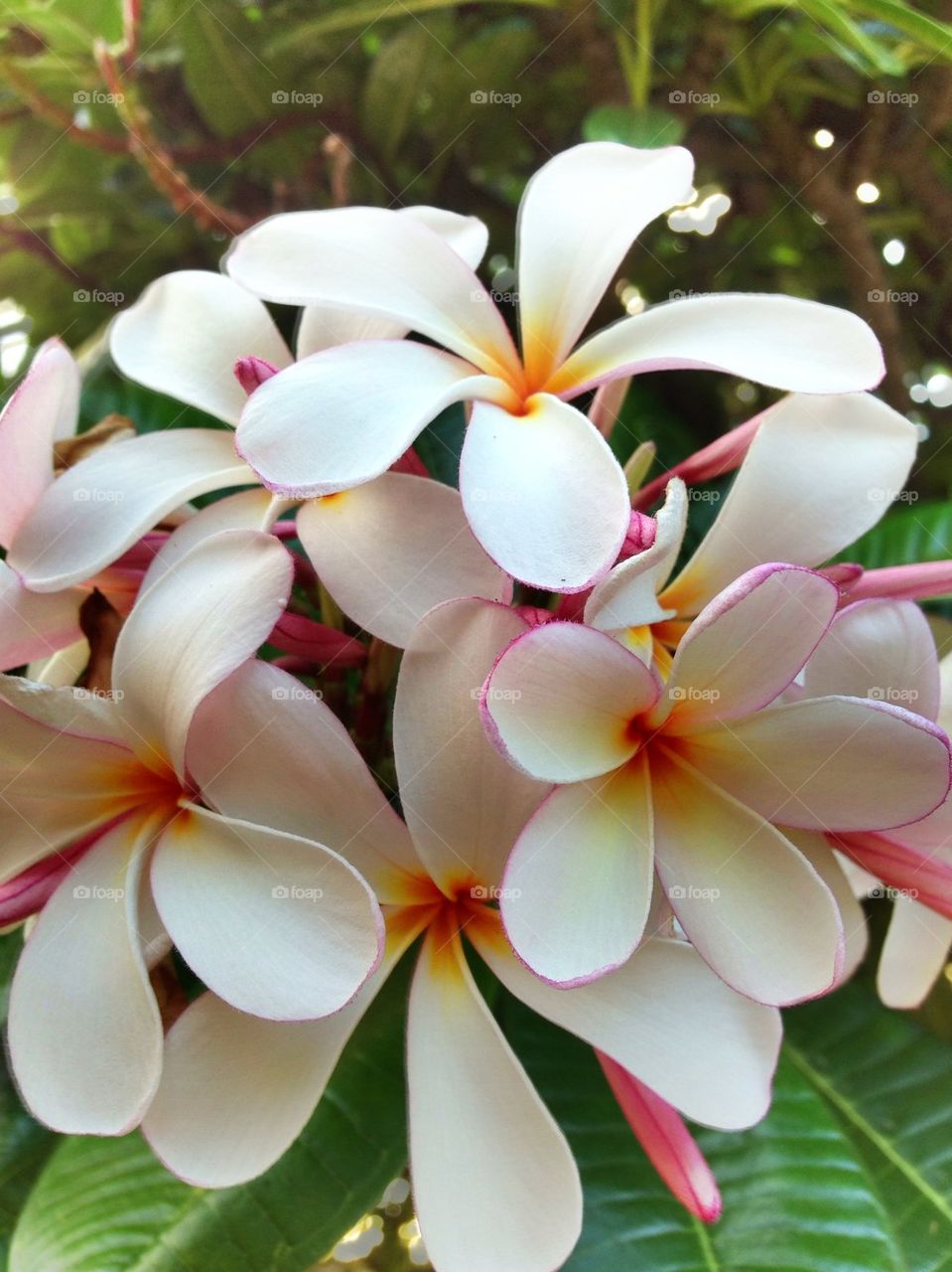 White flower blooming on plant