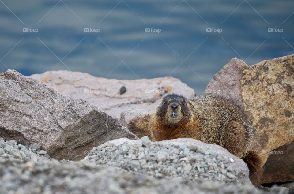 A yellow bellied marmot stares straight at the camera while staying in some rocks