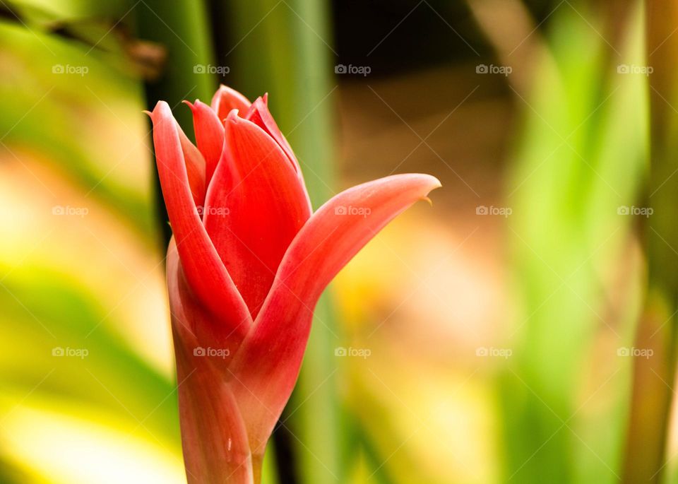 Torch ginger flower blooming at morning