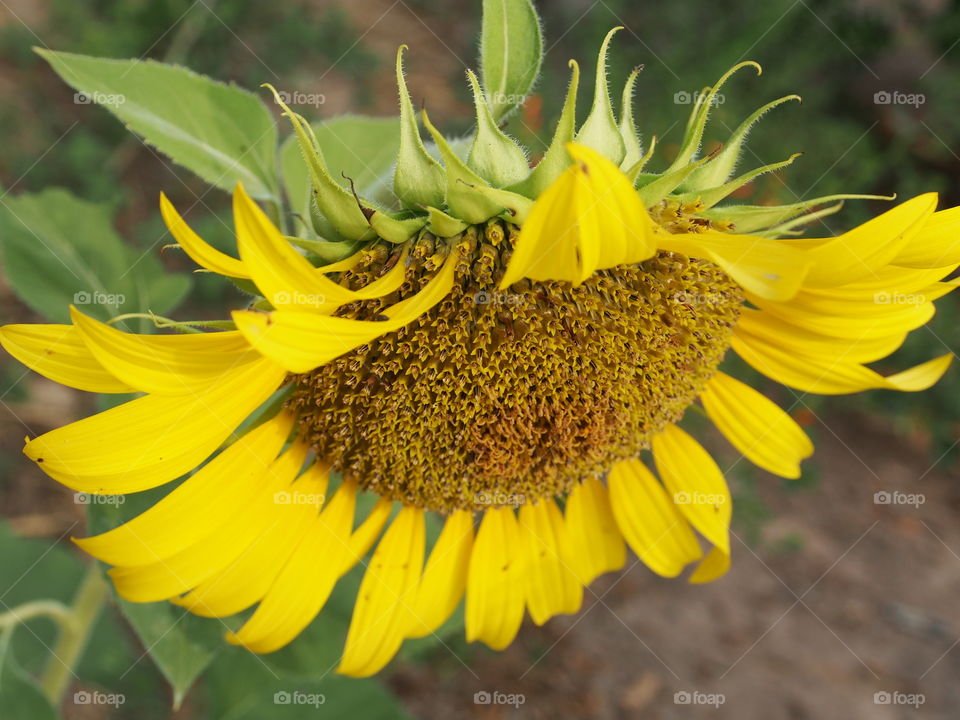 Close up of sunflower