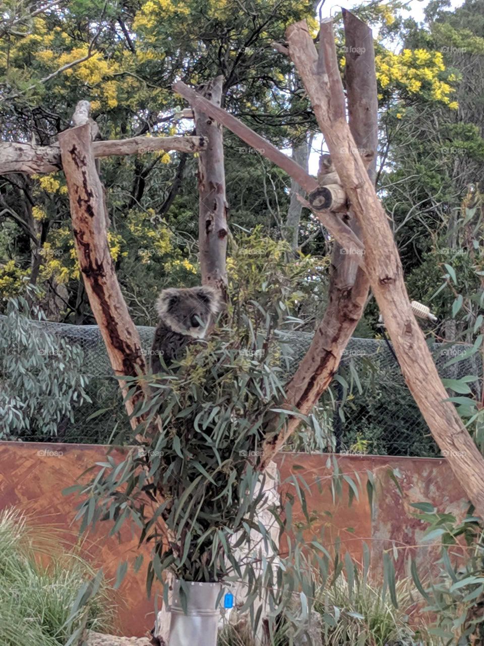 Koala taking it easy in its favourite tree