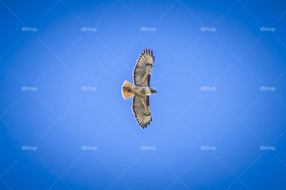 hawk in flight