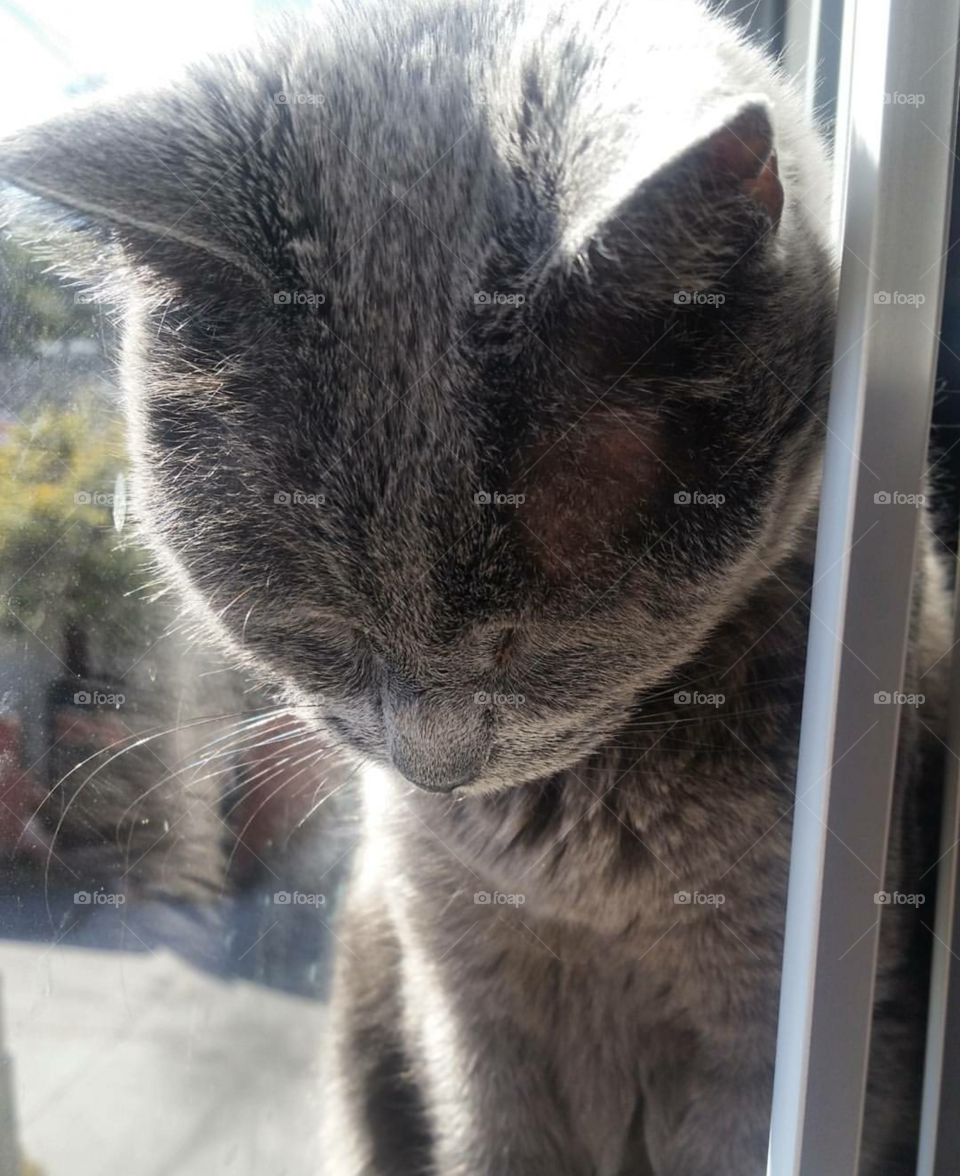 Grey Cat Sunbathing in Window