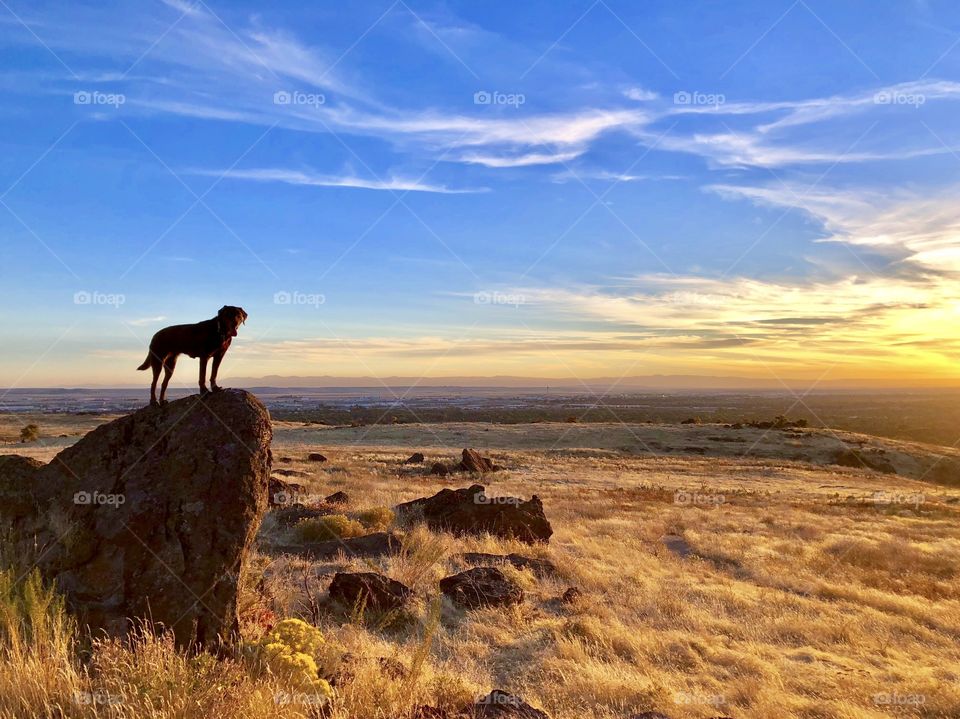 Chocolate Labrador Retriever poses for a photo atop a rock while hiking at sunset in the Boise foothills. 