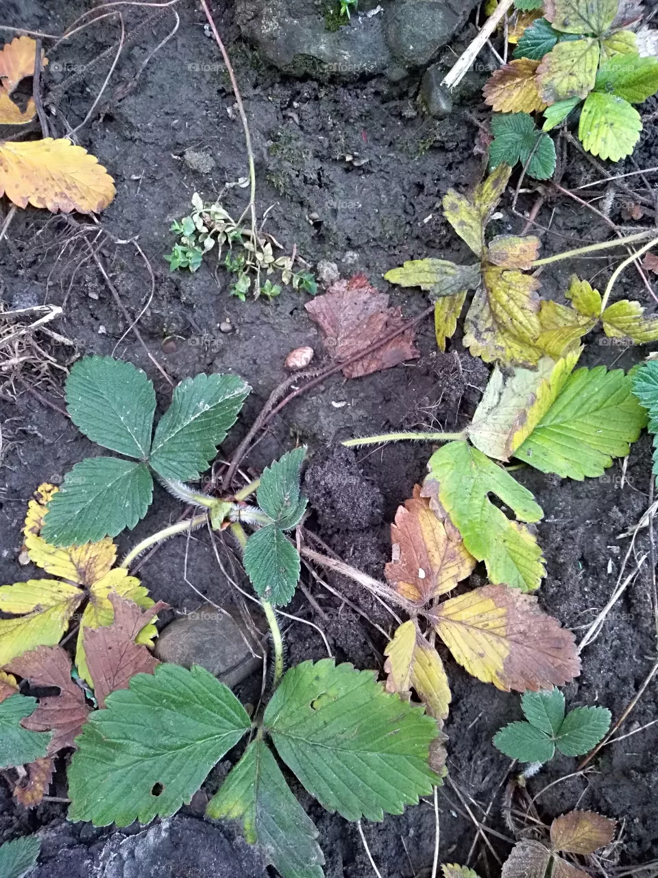 dead plant