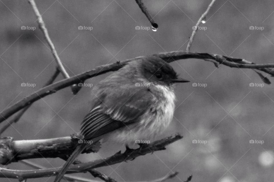 Nature Doesn't Always Need Color